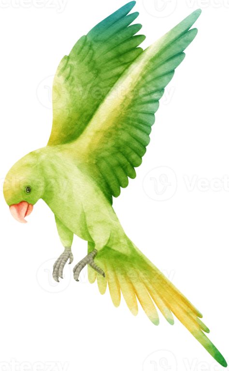 Watercolor parakeet parrot bird illustration Parakeet Illustration, Parrot Illustration, Parrot Drawing, Logo Fleur, Invite Design, Embroidery Stitches Beginner, Party Invite Design, Parrot Bird, Summer Projects