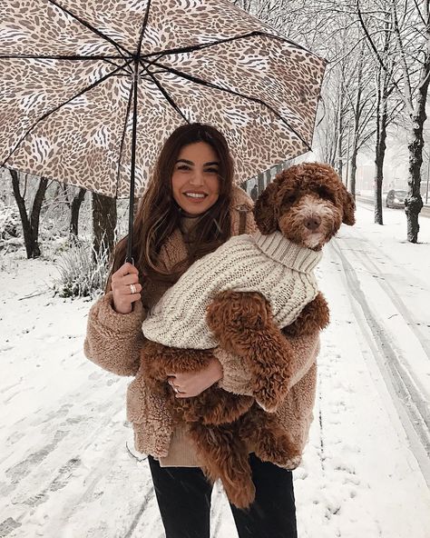 Negin Mirsalehi, Dog Photoshoot, Mini Goldendoodle, Goldendoodle Puppy, Poodle Puppy, Labradoodle, Dog Photography, Goldendoodle, Australian Shepherd