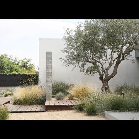 A permanent perpendicular purgatory in the Pacific Palisades Olive Trees Landscape, Xeriscape Front Yard, Garden Obelisk, Front Yard Design, California Garden, Dry Garden, Coastal Gardens, Have Inspiration, Mediterranean Garden