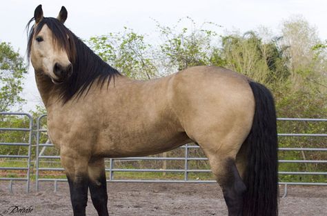 Buckaroo Style, Buckskin Horses, Horse Colours, Stunning Horses, Quarter Horse Stallion, Aqha Horses, Buckskin Horse, Horse Photo, Majestic Horse