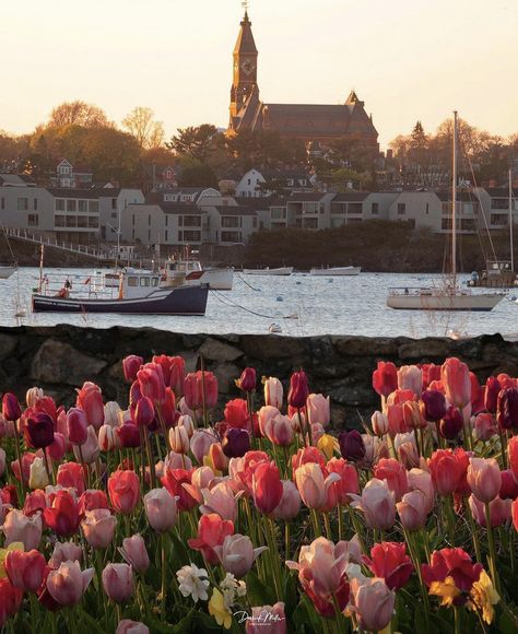 Marblehead, Massachusetts showing off this spring! 💯 🏆 Photo of the day by @derrickphotos_🏆 Tag us or use #newenglandtraveljournal to share your photos #explorenewengland #mynewengland #ignewengland #travel #newengland #ontheroad #newenglandlife #newenglandliving #photooftheday Manchester By The Sea Massachusetts, Marblehead Massachusetts, New England Travel, Spring Beauty, North Shore, Massachusetts, Travel Journal, Manchester, New England