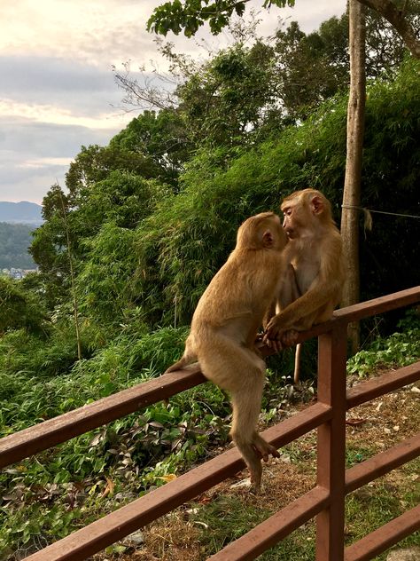 Monkey hill, Phuket Town, Thailand Thailand Mood Board, Phuket Thailand Aesthetic, Thailand Animals, Thailand Monkey, Phuket Activities, Phuket Town, Thailand Activities, Phuket Travel, Thailand Honeymoon