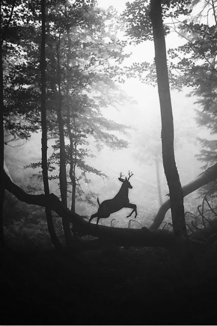 Deer Running, A Deer, White Photo, A Black, Deer, Forest, Running, Black And White, White