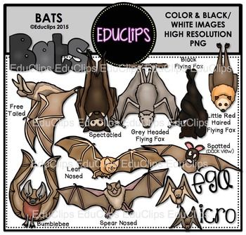 A set of different types of bats. The types include: free tailed, spectacled, grey headed flying fox, black flying fox, little red haired flying fox, bumblebee, leaf nosed, spear nosed and spotted (rear view to show spots on back).There is also word art signs for 'bats, 'mega' and 'micro'. Types Of Bats, Pumpkin Science Experiment, Bat Clip Art, Bats Unit, Pumpkin Science, Halloween Counting, Parts Of A Pumpkin, Five Little Pumpkins, Pumpkin Life Cycle