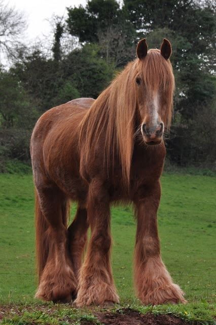 Chestnut Shire horse, Devon Horse Beautiful, Red Chestnut, Cai Sălbatici, Shire Horse, Rasy Koni, Nosara, Big Horses, Wooly Mammoth, Devon England