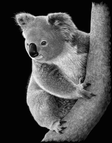 WHO ME? BY LINDA LUNNON Koala Black And White, Koala Tattoo, Koala Drawing, Scratchboard Art, Wildlife Art, Koala Bear, Pencil Art, Drawing Reference, Koala