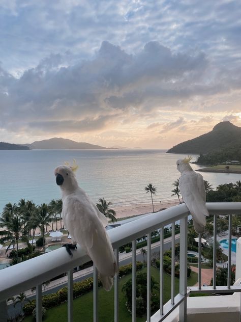 Hamilton Island Australia, Caribbean Summer, Hamilton Island, Travel Log, Fun Places To Go, Island Holiday, Images Esthétiques, Island Vibes, Dream Holiday