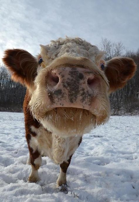 16 Photos of Rescued Farm Animals that Make Winter Weather Look Beautiful Animal Close Up, Animal Noses, Animal Fails, Farm Sanctuary, Fluffy Cows, Cow Pictures, Baby Cows, Animal Sanctuary, Cute Cows