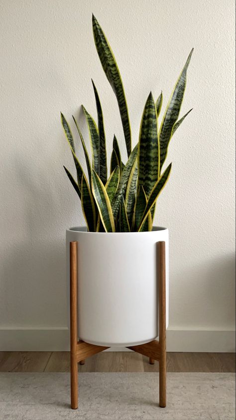 Snake Plant Home Decor, Snake Plant In Living Room, Fake Snake Plant, Snake Plant Styling, Bedroom Snake Plant, Indoor Plants Low Maintenance, Snake Plant In Bathroom, Indoor Snake Plant, Snake Plant Bedroom Decor