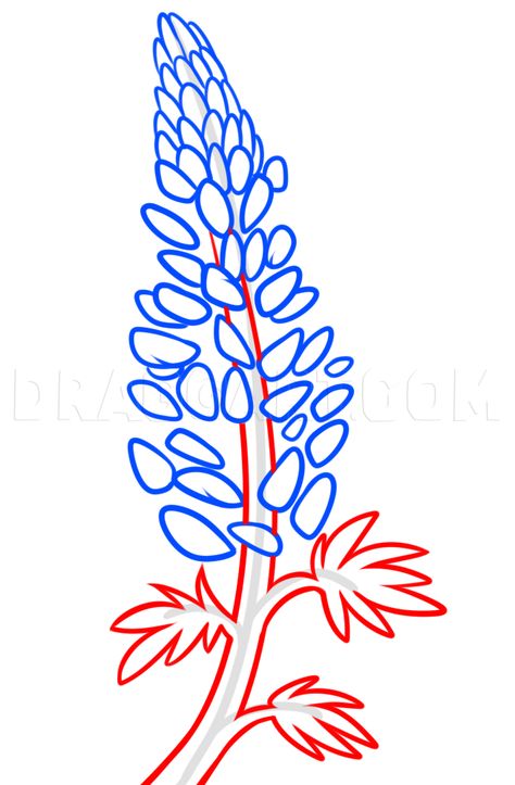 How To Draw A Lupine Flower, Step by Step, Drawing Guide, by Dawn | dragoart.com Animated Sketches, Lupin Flower, Blue Lupine, Flowers Mandala, Lupine Flowers, Flower Step By Step, Flower Drawing Tutorials, Flower Artists, Drawing Flowers