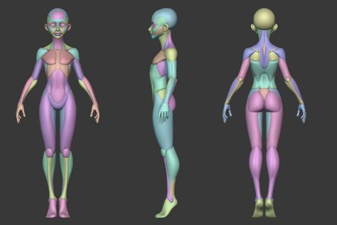 ArtStation - Stylized Female Anatomy , George Zaky Female Head Anatomy, Stylized Anatomy, Zbrush Anatomy, Blender Character Modeling, Girl Anatomy, 3d Anatomy, Head Anatomy, Female Anatomy Reference, Female Base