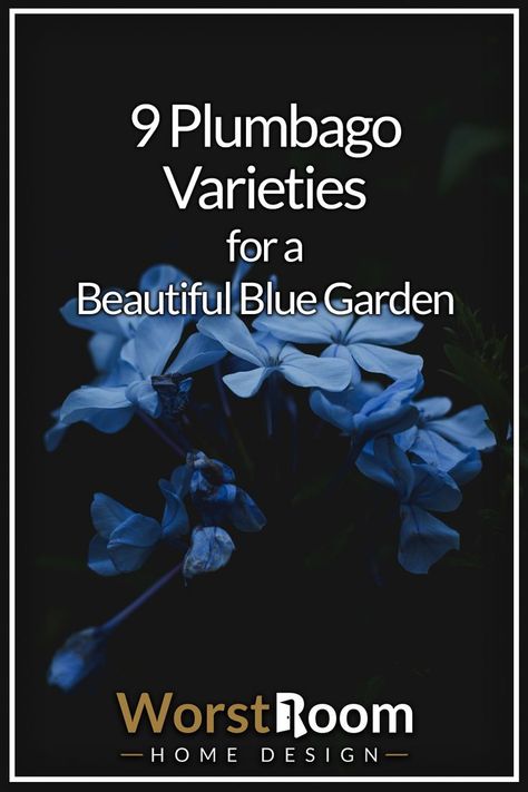 Plumbago Varieties Blue Plumbago, Landscape Ideas Front Yard Curb Appeal, Blue Garden, Front Yard Landscaping, Flower Beds, Green Thumb, Curb Appeal, Beautiful Blue, Front Yard