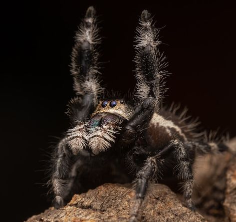 Regal Jumping Spider Pet Care Guide – More Reptiles Jumping Spider Food, Diy Jumping Spider Enclosure Decor, Jumping Spider Playground, Jumping Spider Care, Regal Jumping Spider Enclosure, Diy Jumping Spider Hide, Jumping Spider Enclosure Ideas, Lucas Spider, Jumping Spider Pet