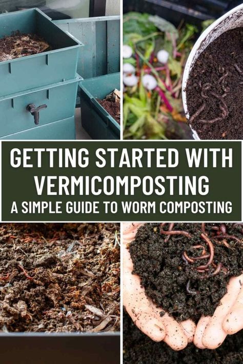 Getting Started with Vermicomposting: A Simple Guide to Worm Composting 5 Diy Worm Farm, Red Wiggler Worms, Red Wigglers, Worm Bin, Worm Composting, Worm Farm, Farm Stuff, Yard Waste, Fruit Peel