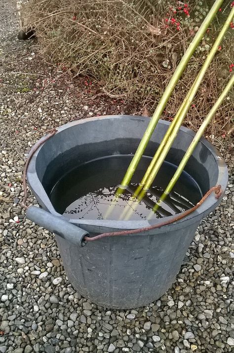 Willow Trees Garden, Living Willow Fence, Willow Projects, Grow From Cuttings, Living Fences, Diamond Willow, Willow Fence, Bucket Of Water, Permaculture Garden