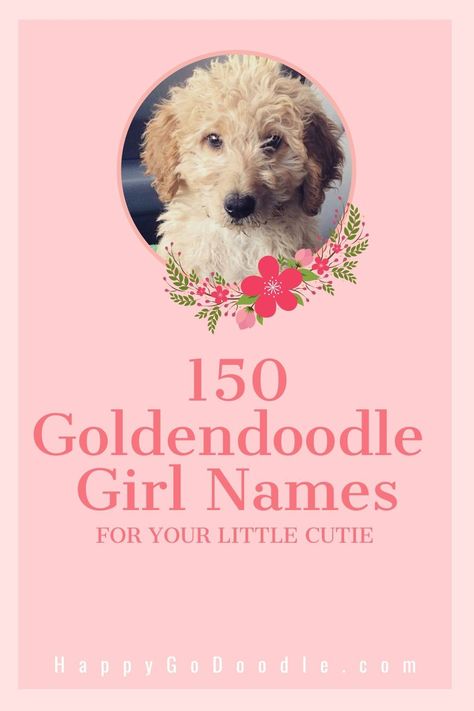 Searching for Goldendoodle girl names that are as adorable as your sweet Goldendoodle puppy? Be inspired with this mega list of 150 Goldendoodle girl names that range from cute to unique to old fashioned. And all are 100% adoodable! So you can find the perfect fit for your sweet female Goldendoodle. Names For Goldendoodles, Cutest Puppy Names, Golden Doodle Puppy Names, Goldendoodle Names Female, Dog Names Girl List, Cute Dog Names Female Unique, Girly Dog Names, Cute Female Puppy Names, Female Dog Names Unique List