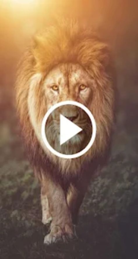 Video Wallpaper Download, Lion Video, Wallpaper For Android, King Of The Jungle, Wallpaper Download, Screen Wallpaper, Lock Screen, Live Wallpapers, Android Wallpaper