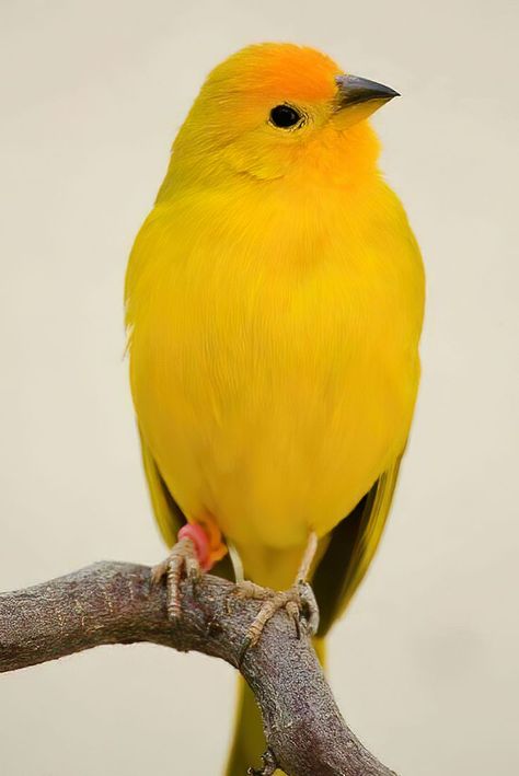 Lovely Creatures, Birds Eye View, Birds Eye, Animal Kingdom, Birds, Animals