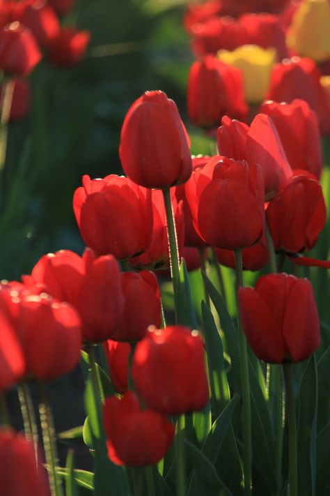 Close-Up Shot of Red Tulips in Bloom · Free Stock Photo Red Tulips Wallpaper, Red And White Tulips, Red Tulips Art, Red And Yellow Tulips, Red Tulips Field, Planting Tulips, Spring Red, Tulips Art, Red Curtains