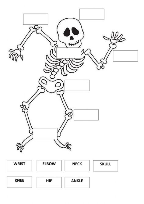 Bones Activity For Kids, Skeleton Worksheet, Skeleton For Kids, Kindergarten Science Projects, Skeletal System Activities, Skeleton Reference, Human Body Bones, Skeletal System Worksheet, Skeleton Parts