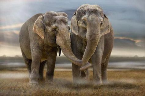 The #Elephant symbol of #Love #Power #Memory #Prosperity #Confidence #Divinity #Tenderness #OpenHeart - What else does it mean to you? Elephant Couple, Elephants Never Forget, Baby Elefant, Wild Kingdom, Elephant Love, Gentle Giant, 귀여운 동물, Animals Friends, Beautiful Creatures