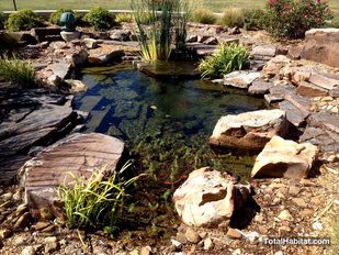 Small Natural Swimming Pool/Pond Small Natural Pool, Pond Swimming Pool, Pond Swimming, Swimming Pool Pond, Animal Habitat, Water Catchment, Natural Swimming Ponds, Swimming Pond, Pond Landscaping