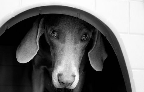 back to black Blue Weimaraner, Pack Of Dogs, Newborn Puppy, Best Dog Photos, Newborn Puppies, Wish You Were Here, Sweet Dogs, Weimaraner, Puppy Dogs