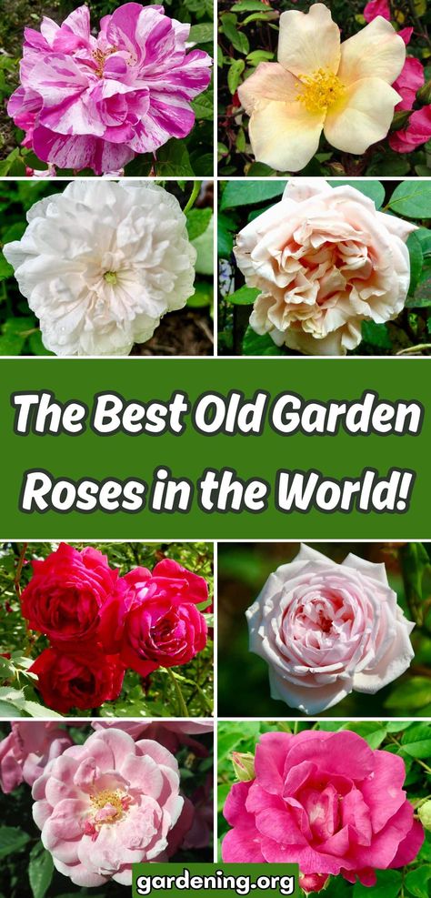 The 13 Best Old Garden Roses in the World Old Fashioned Roses, Pink Fragrance, Diy Compost, Best Rose, Old Garden, Plant Diseases, Houseplants Indoor, Growing Roses, Old Rose