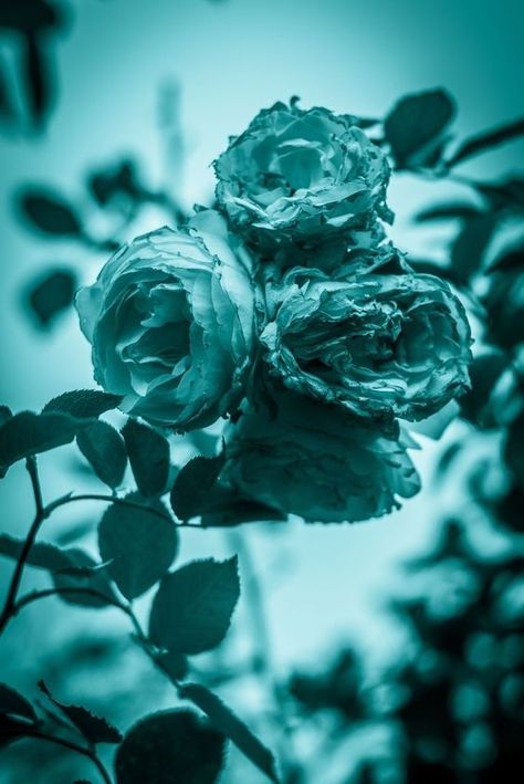 Aesthetic Turquoise, Turquoise Cottage, Turquoise Aesthetic, Photo Bleu, Rose Beautiful, Turquoise Wallpaper, Turquoise Rose, Aesthetic Roses, Light Blue Aesthetic