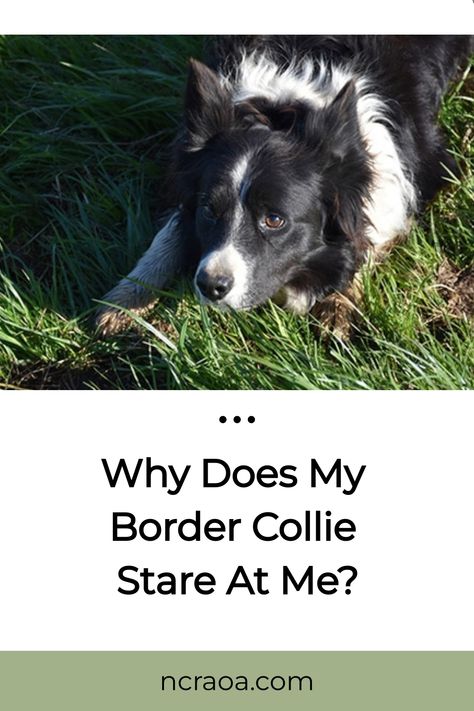 If you’re the new owner of a Border Collie, or even a Border Collie mix, then you’ve likely noticed that your pup will just sit and stare at you for a really long time. My Border Collie Tips, Border Collie Humor, Border Collie Training, Facts About Border Collies, Border Collie Names, Us Border, Border Collie Brown And White, Border Collie Mix, Border Collie Sleeping