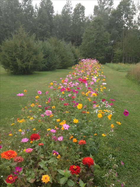 Garden Design Outdoor, Tools Tattoo, Aesthetic Gardening, Garden Aesthetics, Wallpaper Garden, Fairy Garden Ideas, Wild Flower Meadow, Gravel Garden, Cut Flower Garden