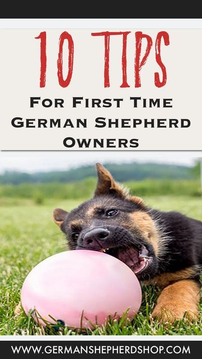 Dogs Personality, German Shepherd Puppies Training, German Shepherd Training, Dog German, Black German Shepherd, Puppy Training Tips, Yorkshire Terrier Puppies, Shepherd Dogs, Training Your Puppy