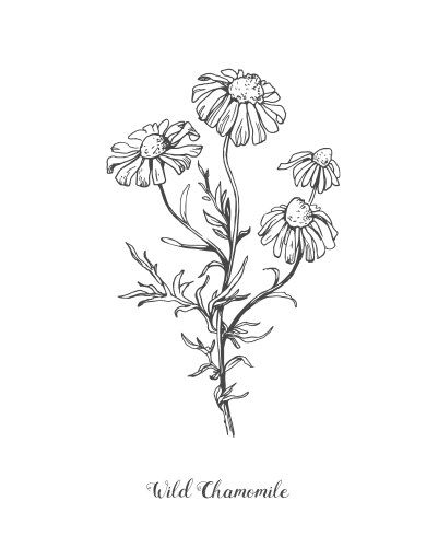 Chamomile herb medicinal daisy hand drawn vector image on VectorStock Chamomile Flower Painting, Chamomile Plant Drawing, Camomile Flower Drawing, Drooping Flowers Drawing, Chamomile Flowers Drawing, Chamomile Sketch, Chamomile Drawing, Chamomile Illustration, Herbs Drawing