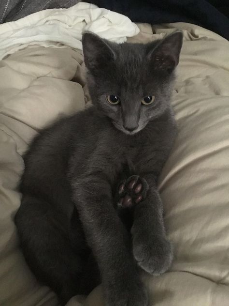 Gray Kitten, Grey Kitten, Russian Blue Cat, Gray Cat, Russian Blue, Cat Aesthetic, Blue Cats, Cute Cats And Dogs, Silly Cats