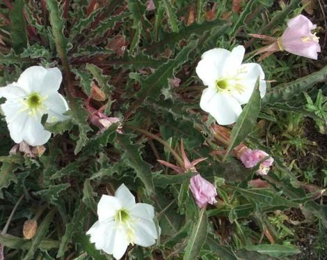 Oenothera caespitosa ssp. marginata, Evening Primrose, has large white flowers on a low-growing perennial plant. - grid24_12 Scented Plants, Drought Resistant Landscaping, California Plants, Mock Orange, Fragrant Roses, Fragrant Garden, California Native Plants, Sweet Fragrance, Fragrant Plant