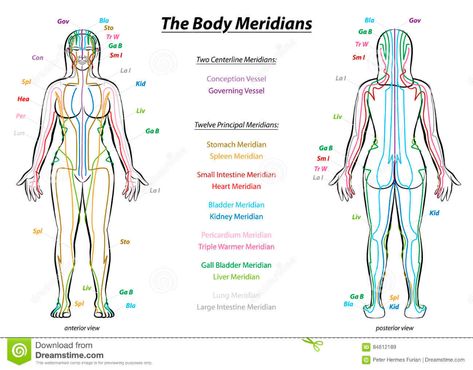 Body Meridians, Acupuncture Meridians, Meridian System, Meridian Lines, Anterior Y Posterior, Meridian Energy, Yin En Yang, Meridian Points, Releasing Negative Energy