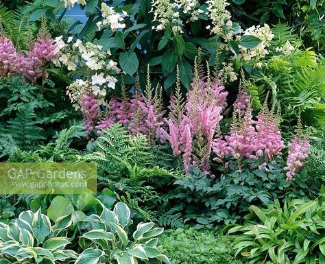 Rock Landscape, Shade Garden Design, Ferns Garden, Shade Garden Plants, Hosta Gardens, North Garden, Backyard Flowers, Hydrangea Garden, Hydrangea Paniculata