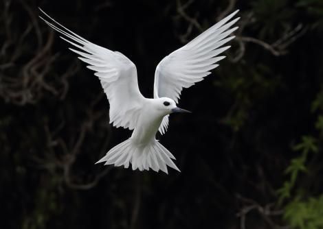 White tern. Adult hovering. Neds Beach, Lord Howe Island, April 2019. Image © Glenn Pure 2019 birdlifephotography.org.au by Glenn Pure Tern Tattoo, New Zealand Birds, Kings Island, Black Patch, Large Eyes, White Bird, Dark Eyes, Sea Birds, Bird Art