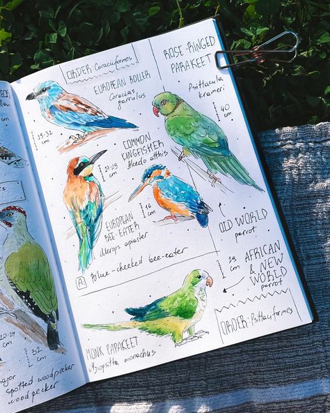 The most colorful page in my Birds of Portugal series is done! My traditional question: how many of these birds you’ve seen?😊 . . . #birdpainting #watercolorbird #birdwatercolor #birdbook #birdsketch #birdsketchbook #birdjournal #naturejournal #naturejournaling #naturalistart #birdwatching_global #birdersofinstagram #kingfisher #beeeater #parakeets #europeanroller Watercolor Birds Tutorial, Bird Journal, Nature Scrapbook, Birding Journal, Botanical Sketchbook, Field Journal, Travel Journal Scrapbook, Bird Sketch, Watercolor Birds