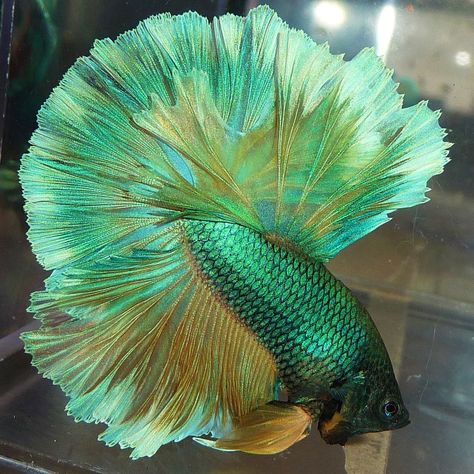 Bred by Karen Mac Auley Green Betta Fish, Aesthetic Fishing, Fish Tank Ideas, Fish Aesthetic, Fish Tank Themes, Betta Fish Types, Cr7 Wallpapers, Betta Fish Care, Pretty Fish