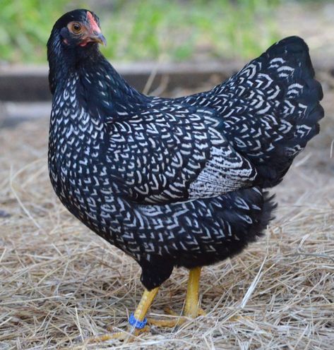 Barnevelder hen. Barnevelder Chicken, Pretty Chickens, Chicken Running, Black And White Chicken, Blue Chicken, Fancy Chickens, Farm Chicken, Beautiful Chickens, Hen Chicken