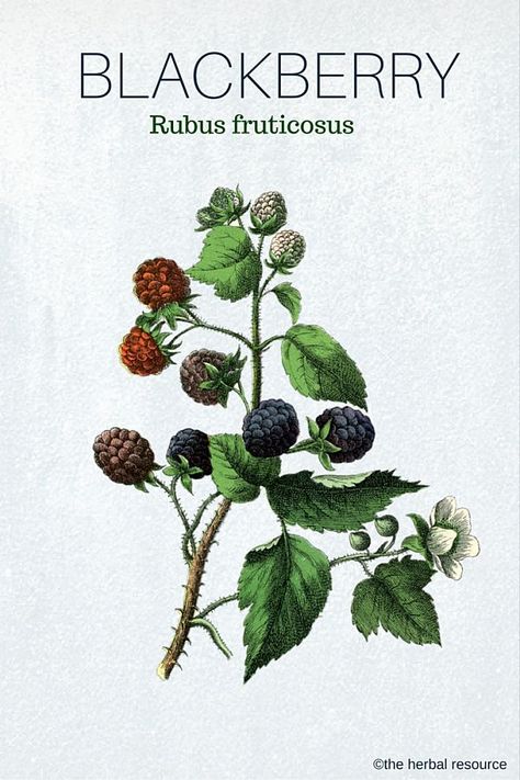 The Herb Blackberry (Rubus fruticosus) Medicinal uses for blackberry leaves and fruit Blackberry Health Benefits, Rubus Fruticosus, Fruits Images, Wonderland Quotes, Healing Plants, Summer Berries, Wonderful Flowers, Wild Plants, Healing Herbs