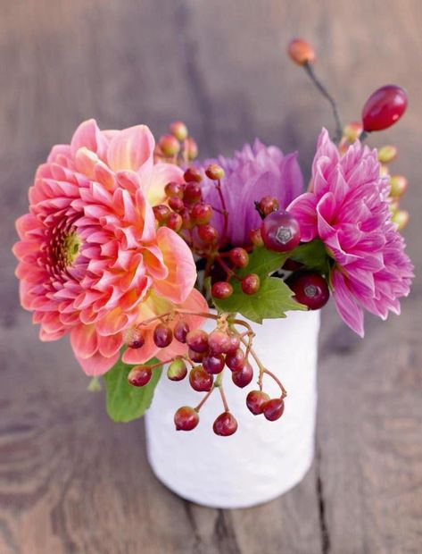 Dahlia, Plants, Flowers