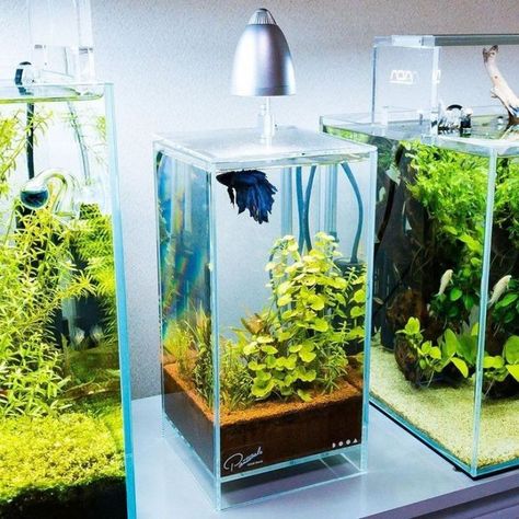 Aquascape Mini, Mini Aquascape, Creative Gardening Ideas, Types Of Betta Fish, Mini Fish Tank, Aquarium Mini, Gardens Photography, Fish Tank Themes, Fish Pond Gardens