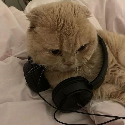 Cat Headphones, Colorful Hairstyles, Ugly Cat, Cat Profile, Image Chat, Silly Cats Pictures, Cute Cats Photos, Cat Icon, Cat Aesthetic