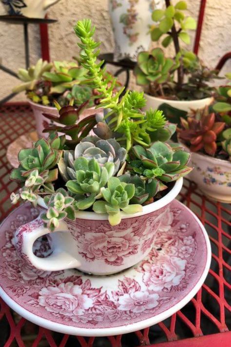 22 Creative Recycled DIY Succulent Planter Ideas Teacup Planter Ideas, Teacup Succulent, Teacup Plants, Succulent Planter Ideas, Diy Succulent Planter, Teacup Planter, Mini Succulent Garden, Teacup Flowers, Recycled Diy