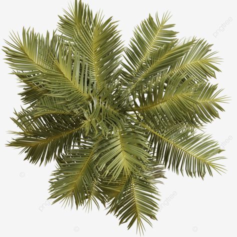 Palm Tree Png Photoshop, Tree Top View Png Photoshop, Pergola Top View, Plant Top View Png, Tree Top View Png, Landscape Top View, Plant Top View, Tree Plan Photoshop, Tree Plan Png