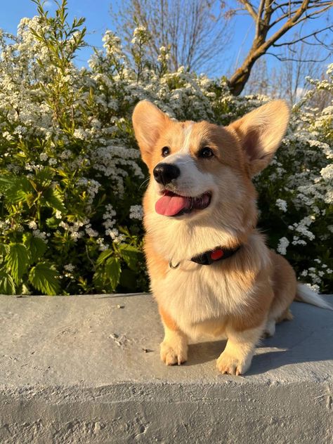 Baby Corgi, Funny Puppies, Puppy Funny, Cute Corgi Puppy, Funny Corgi, Corgi Puppies, Corgi Pictures, Puppies Cute, Cutest Puppies