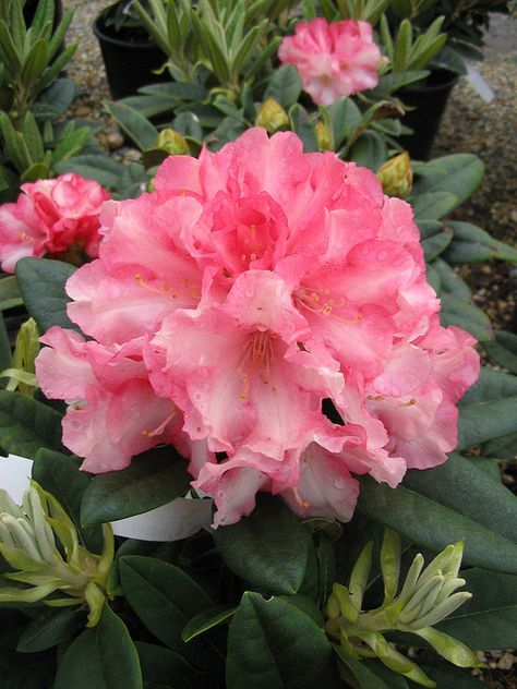 Rhododendron 'Elmer's Orphan' by Behnke Nurseries, Inc, this is one of the local nurseries that I frequent Rhododendron Care, Rhododendron Flower, Red Rhododendron Aesthetic, Pjm Elite Rhododendron, Rhododendron Yakushimanum, Rhododendron Maximum, Rhododendron Roseum Elegans, Flora Garden, Azalea Flower