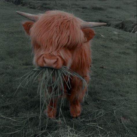 Fluffy Cow Aesthetic, Cow Aesthetic Wallpaper, Cow Aesthetic, Fluffy Cow, Highland Cow, Aesthetic Wallpaper, Cow, I Hope